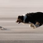 Müllsammeln auf Hunde-Art