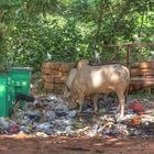 Müllverwertung auf indisch