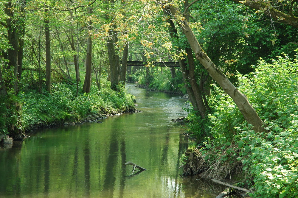 Mümling bei Bad König von Daniel Horn 386 