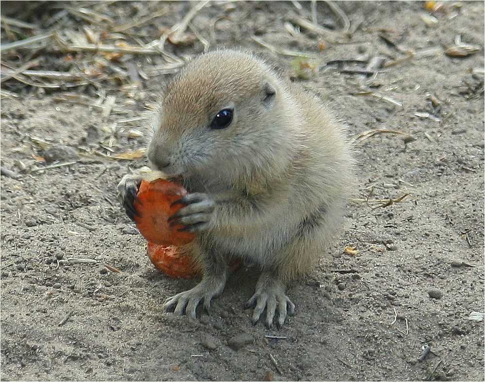 Mümmelchen