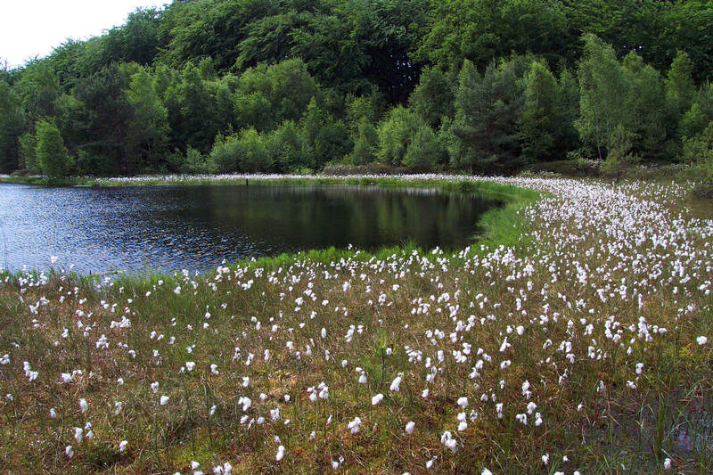 Mümmelkenmoor