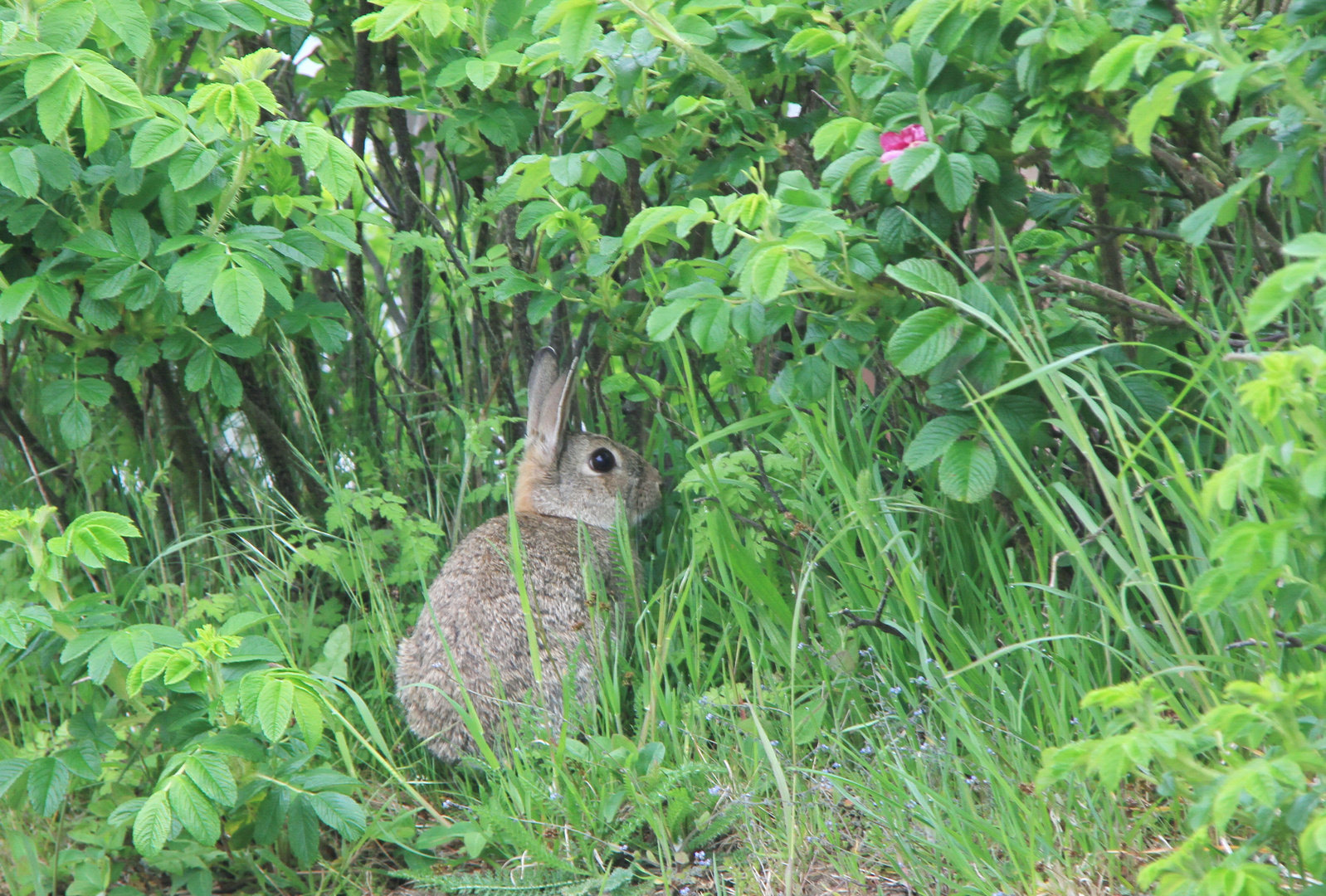 Mümmelmännchen