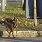 Mümmelmann überquert die Strasse in Osnabrück