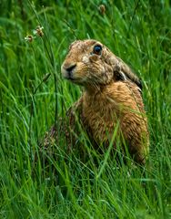 "MÜMMELMANN'S MÜMMELGESICHT"   (ISO 2500)