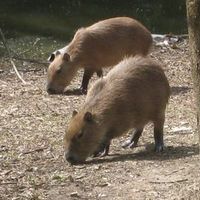 muemmlschwein