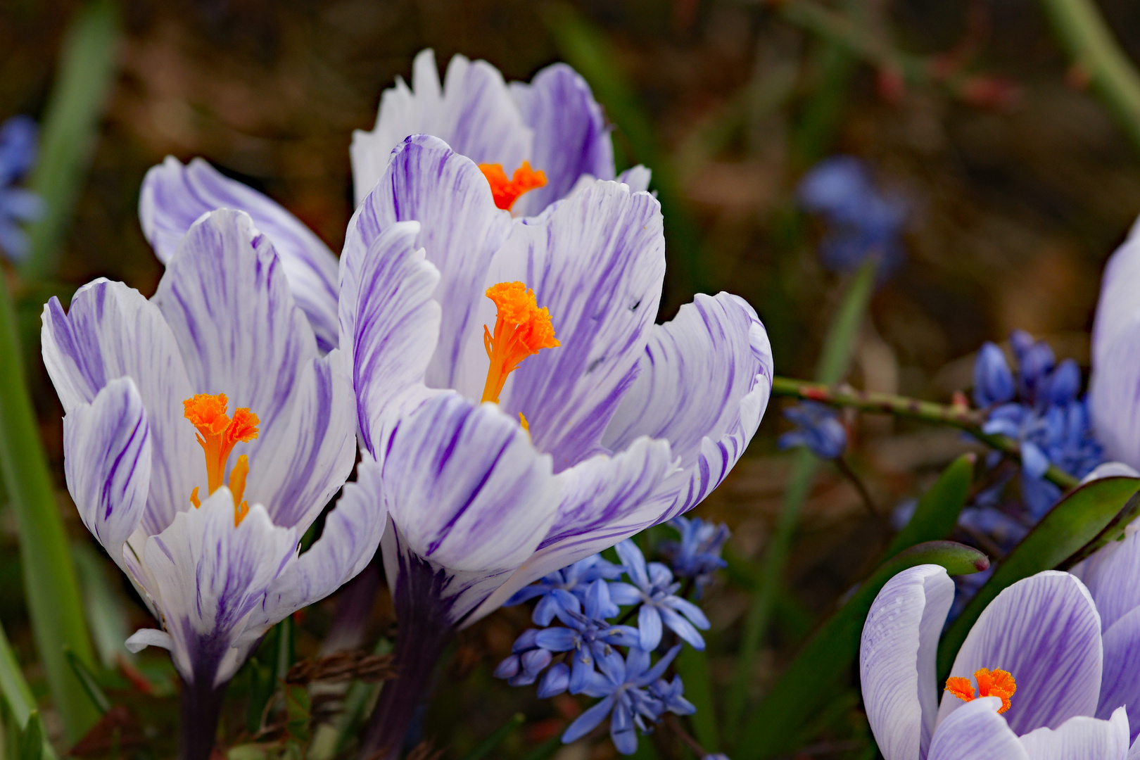 München - Botanischer Garten