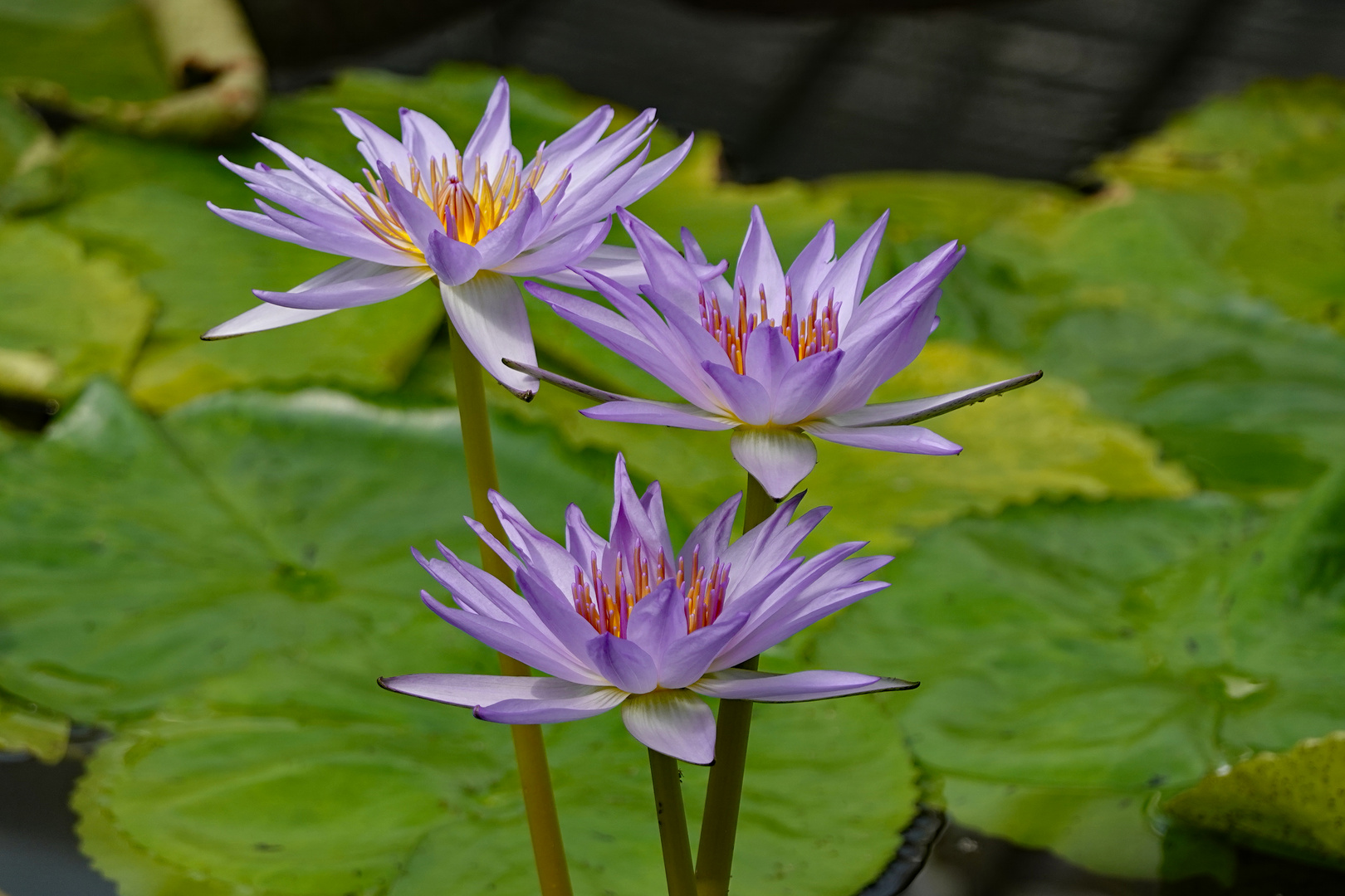 München - Botanischer Garten