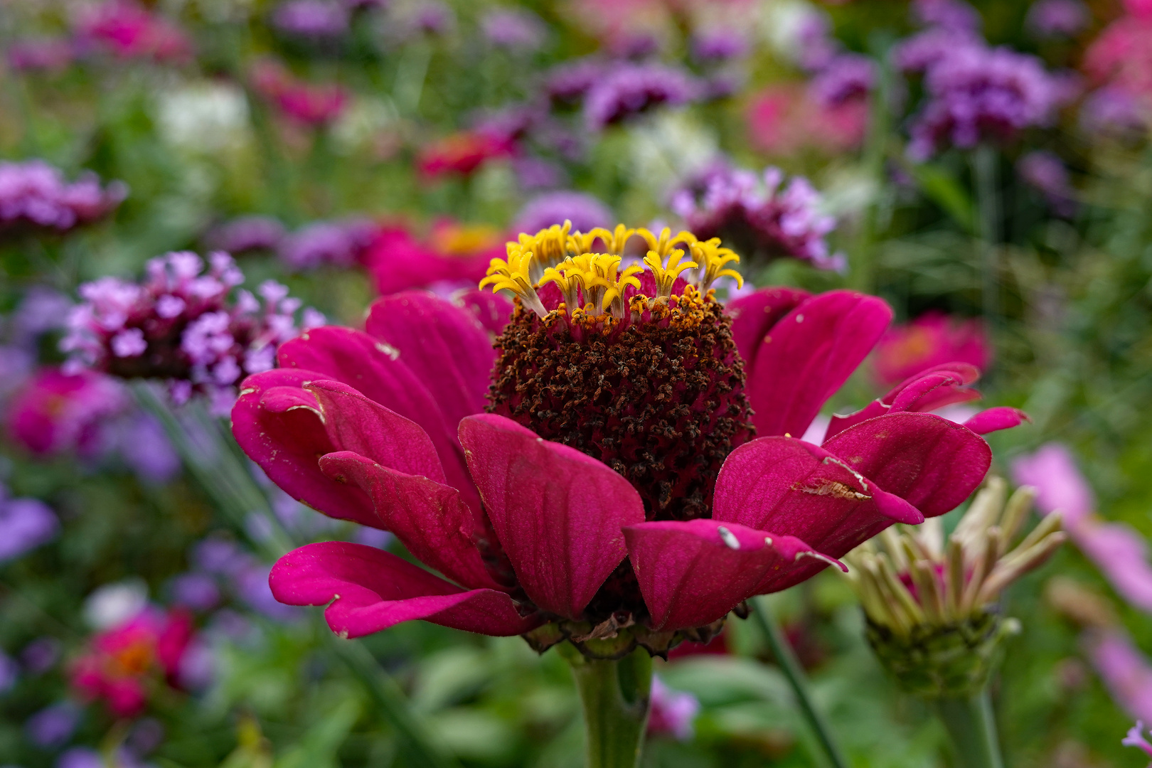 München - Botanischer Garten