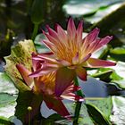 München - Botanischer Garten