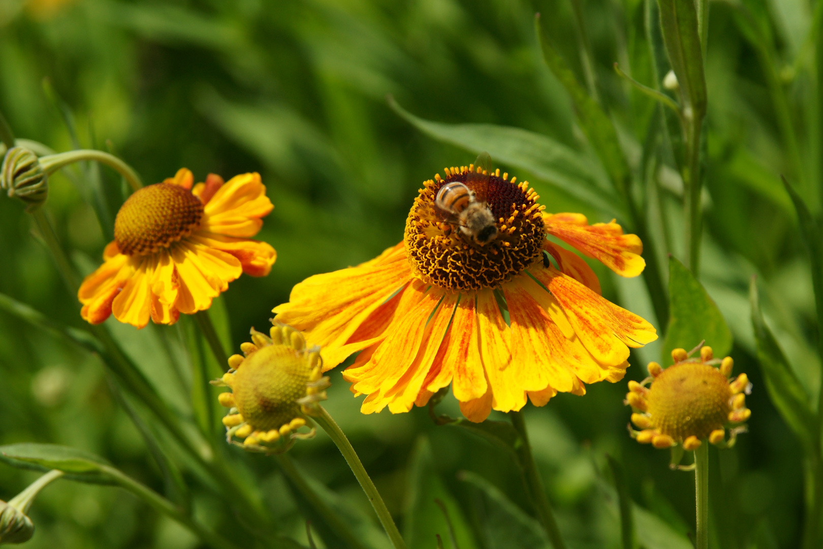 München - Botanischer Garten