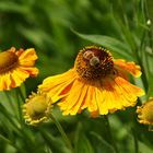 München - Botanischer Garten