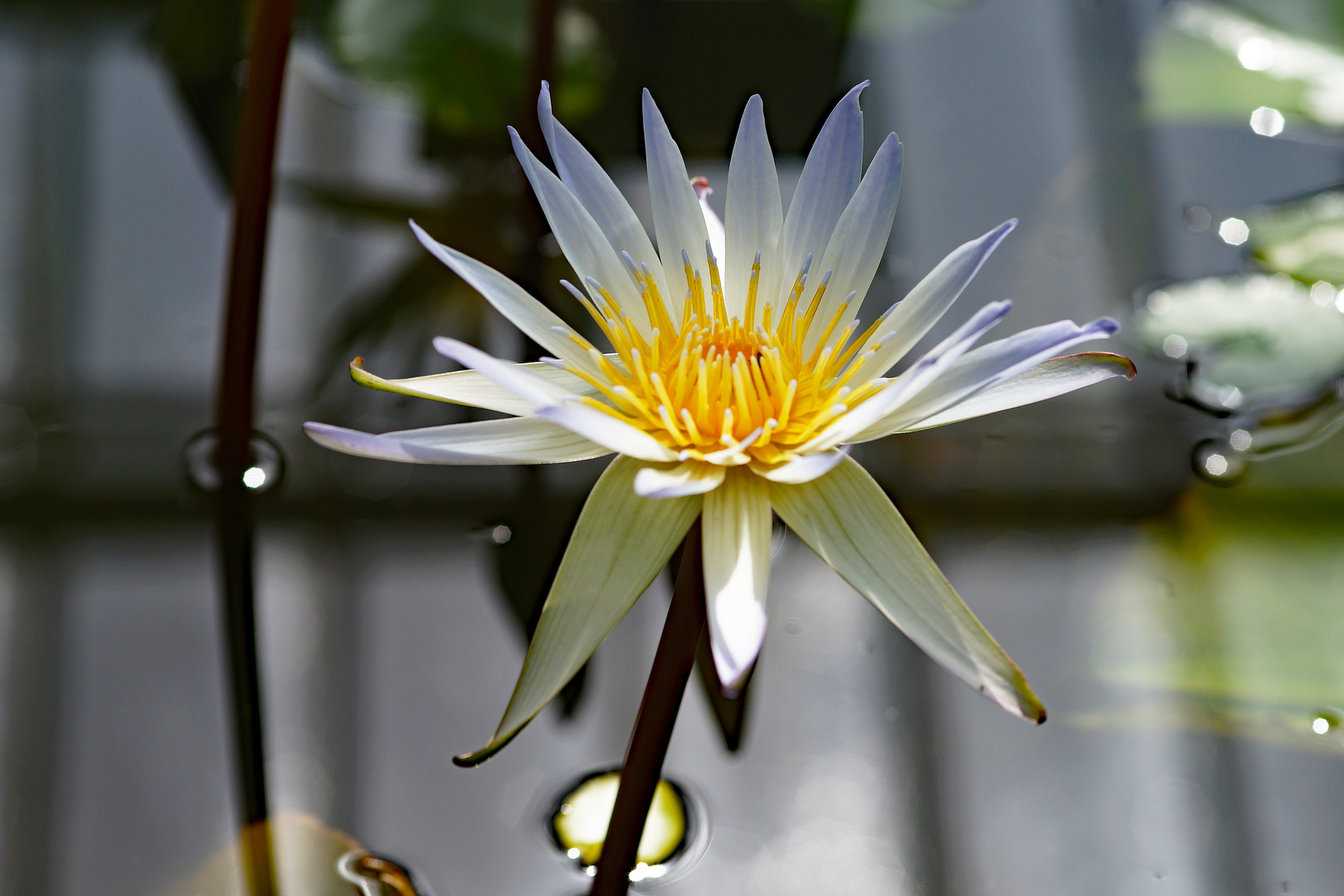 München - Botanischer Garten