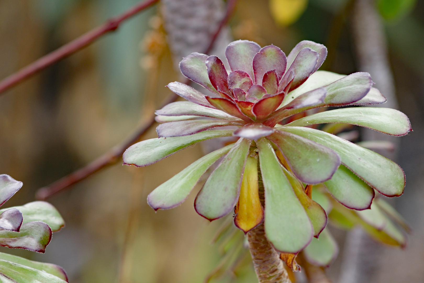 München - Botanischer Garten