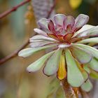 München - Botanischer Garten