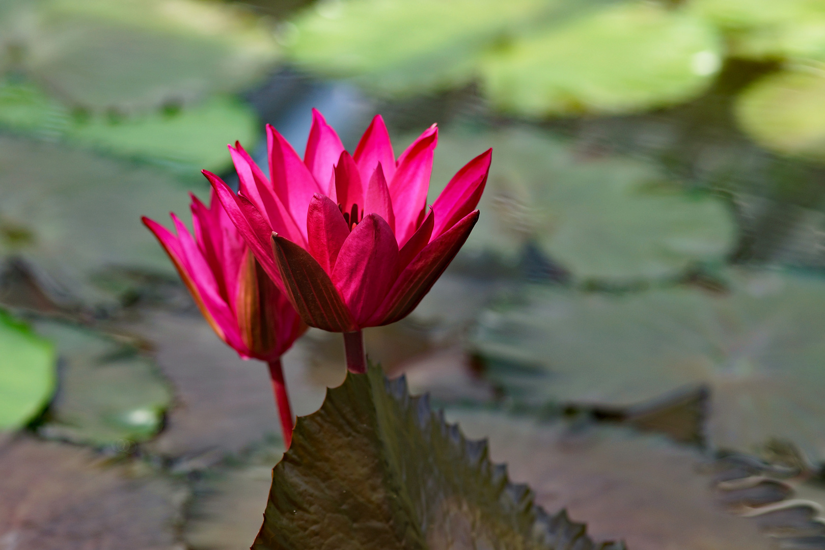 München - Botanischer Garten