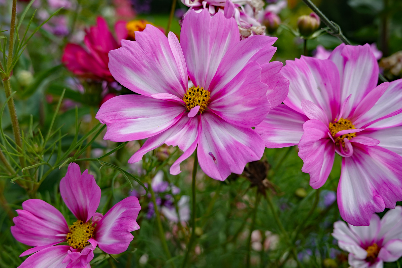 München - Botanischer Garten