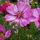 München - Botanischer Garten