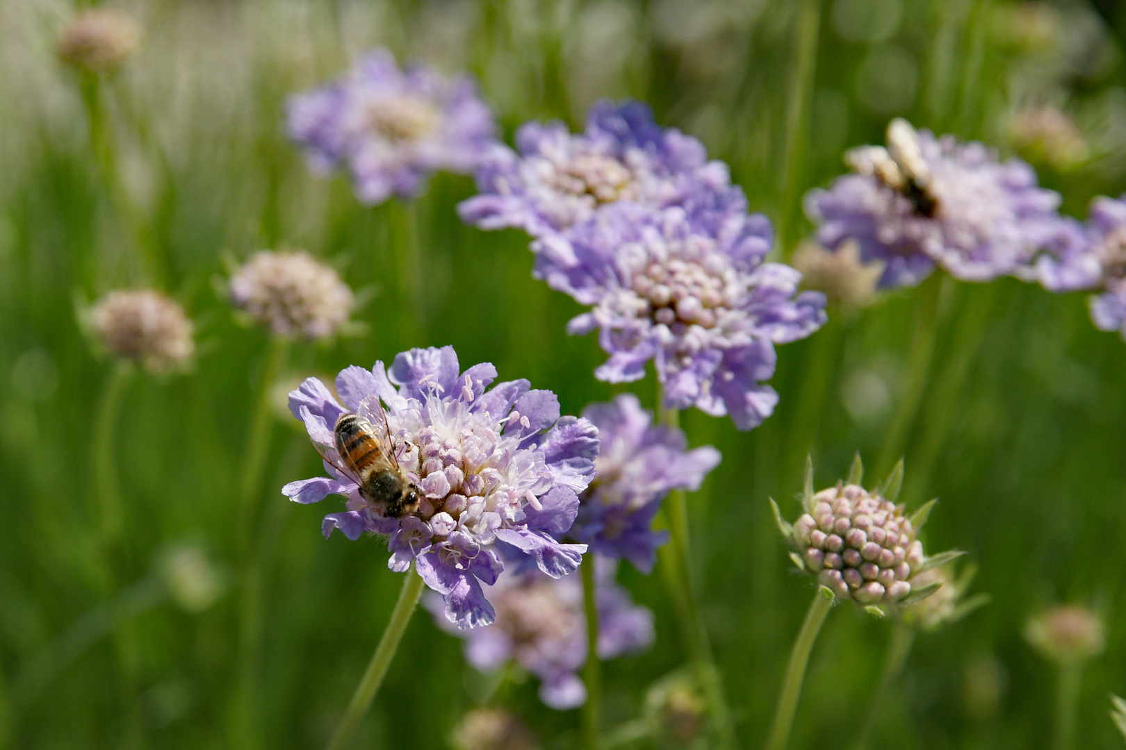 München - Botanischer Garten