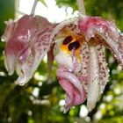 München - Botanischer Garten