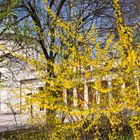 München Giesing / Am Ostfriedhof (1)