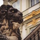 München | Majestätischer Löwe