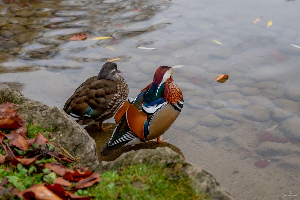 München MandarinEnten im Englischen Garten Foto & Bild deutschland
