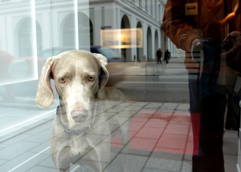 München mit Hund