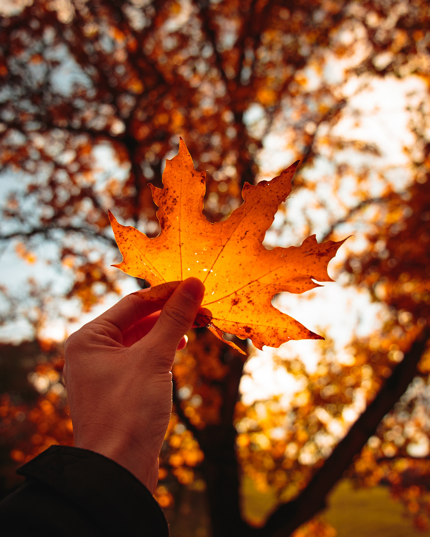 München | Schein des Herbstes