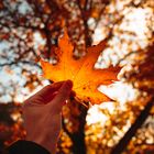 München | Schein des Herbstes