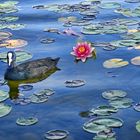 MÜNCHEN - Spaziergang am  Messesee -