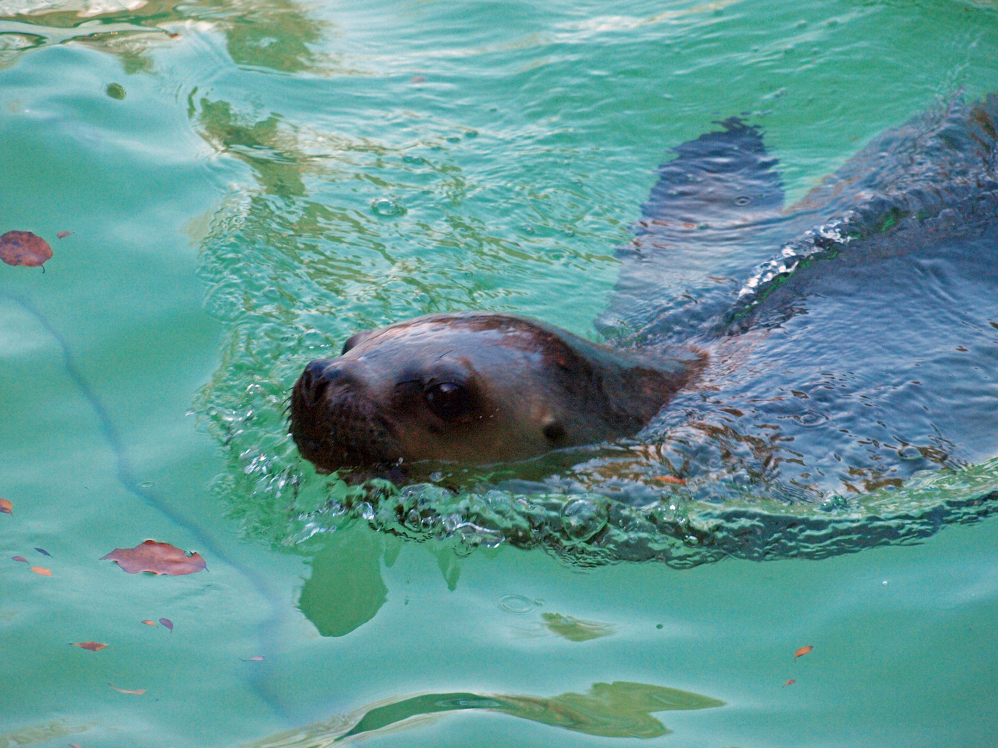 München ZOO