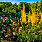 München,Westpark, Rosarium