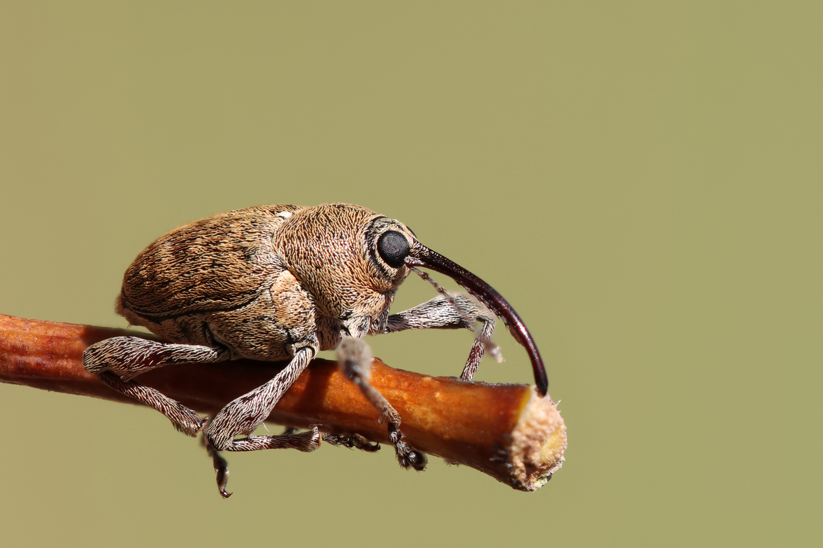 Münchhausen ist es nicht... ( Eichelbohrer -  (Curculio glandium)