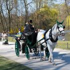 Münchner Fiaker am Kleinhesseloher See