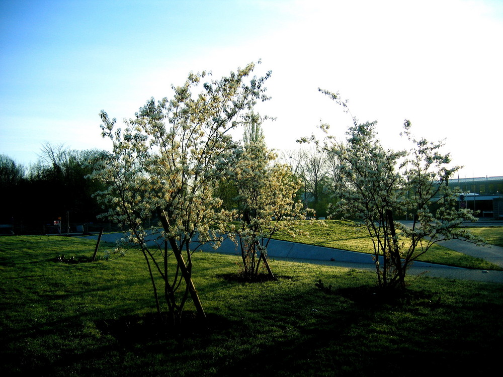 Münchner Frühling