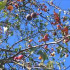 "Münchner Herbst!"