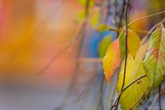 Münchner Herbstblätter