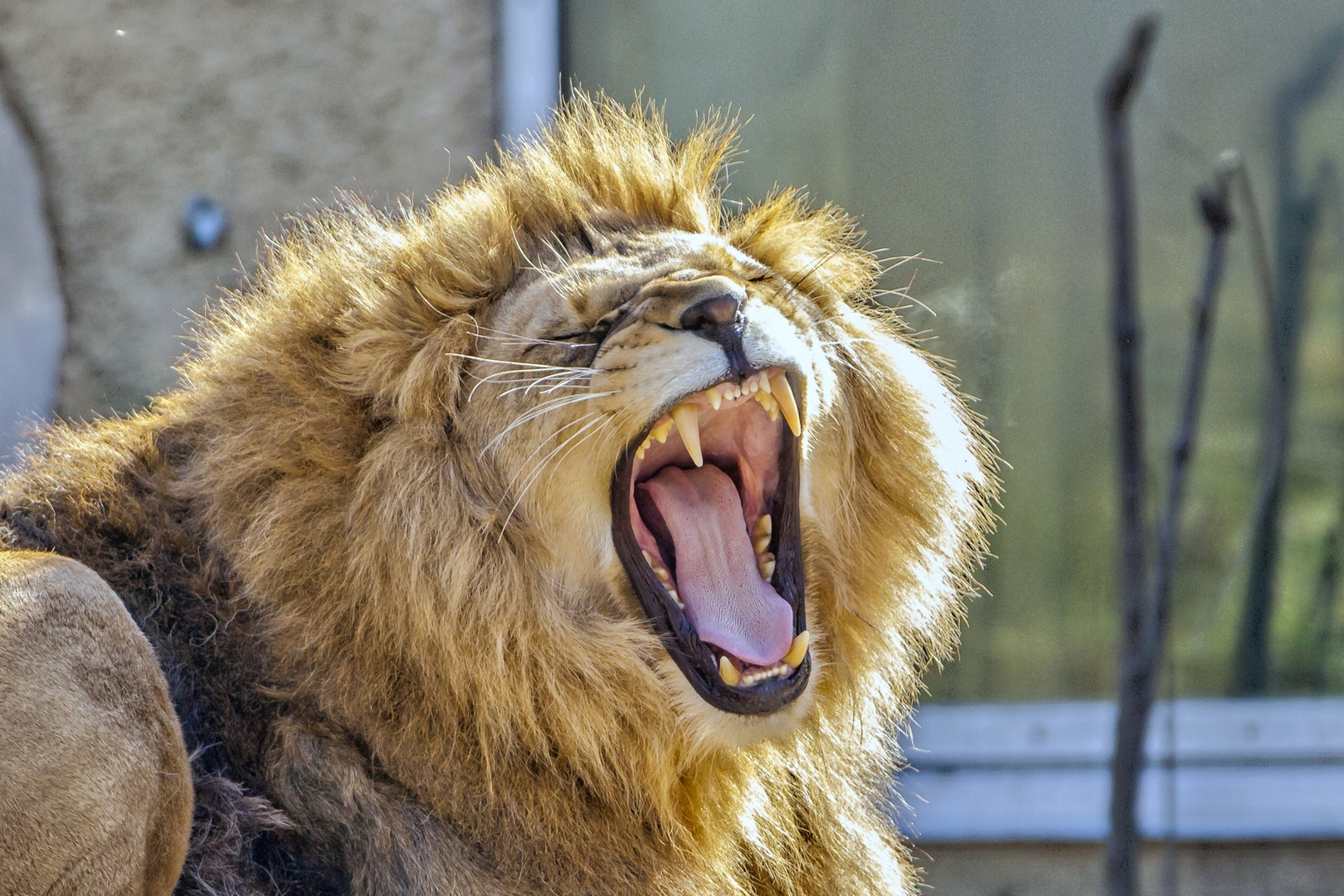 Münchner Löwe im Tierpark Hellabrunn