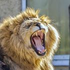 Münchner Löwe im Tierpark Hellabrunn