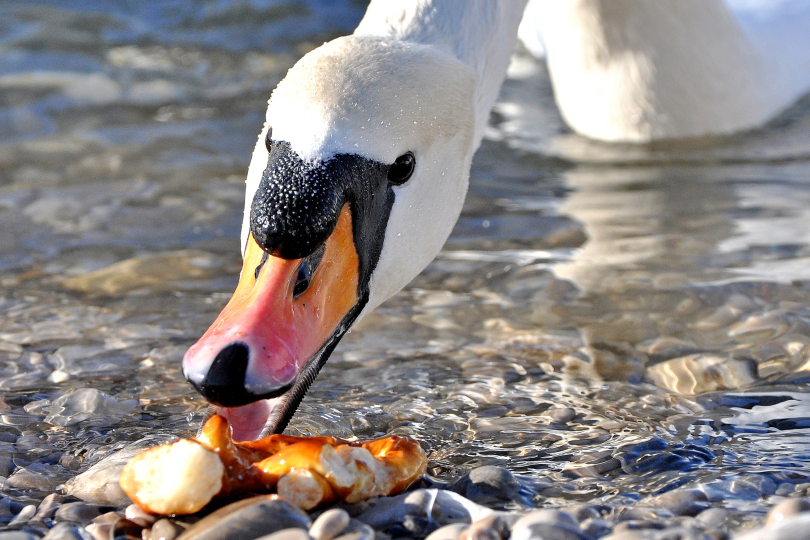 Münchner Schwan