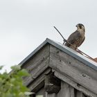  Münchner Wanderfalke