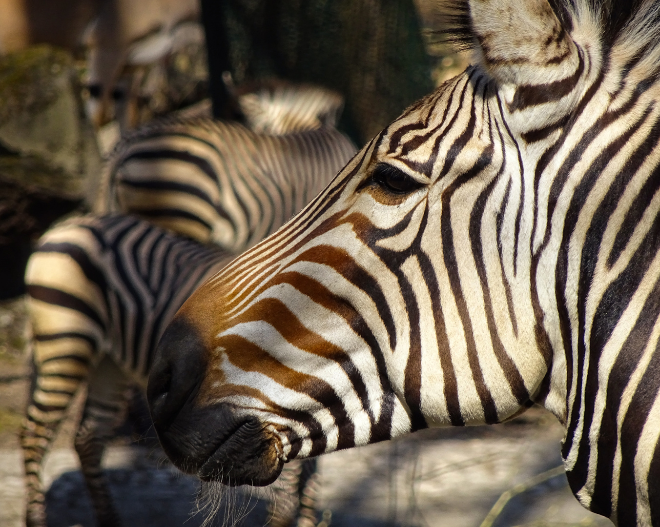 Münchner Zebra