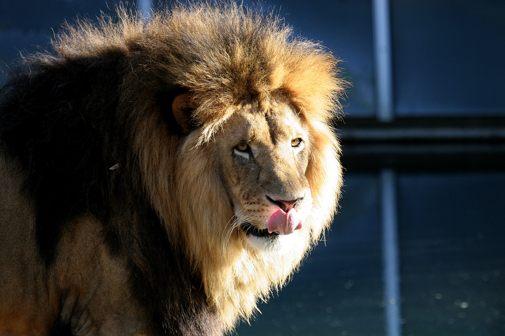 Münchner Zoo