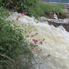 Mündung des Guntenbach in den Thunersee