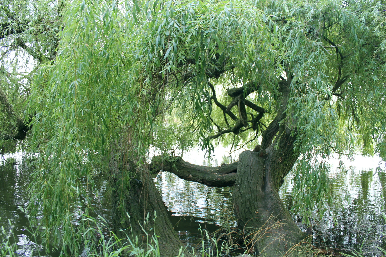 Münster Aasee de schlafende Baum 3