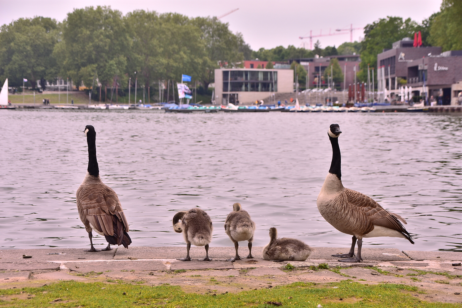 Münster Aasee Mai 2019 