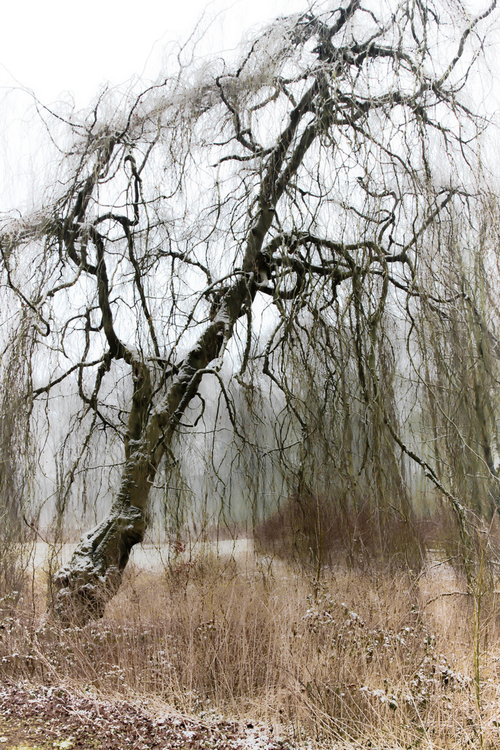 Münster, Boniburger Wald