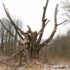 Münster, Boniburger Wald, Alte Blutbuche