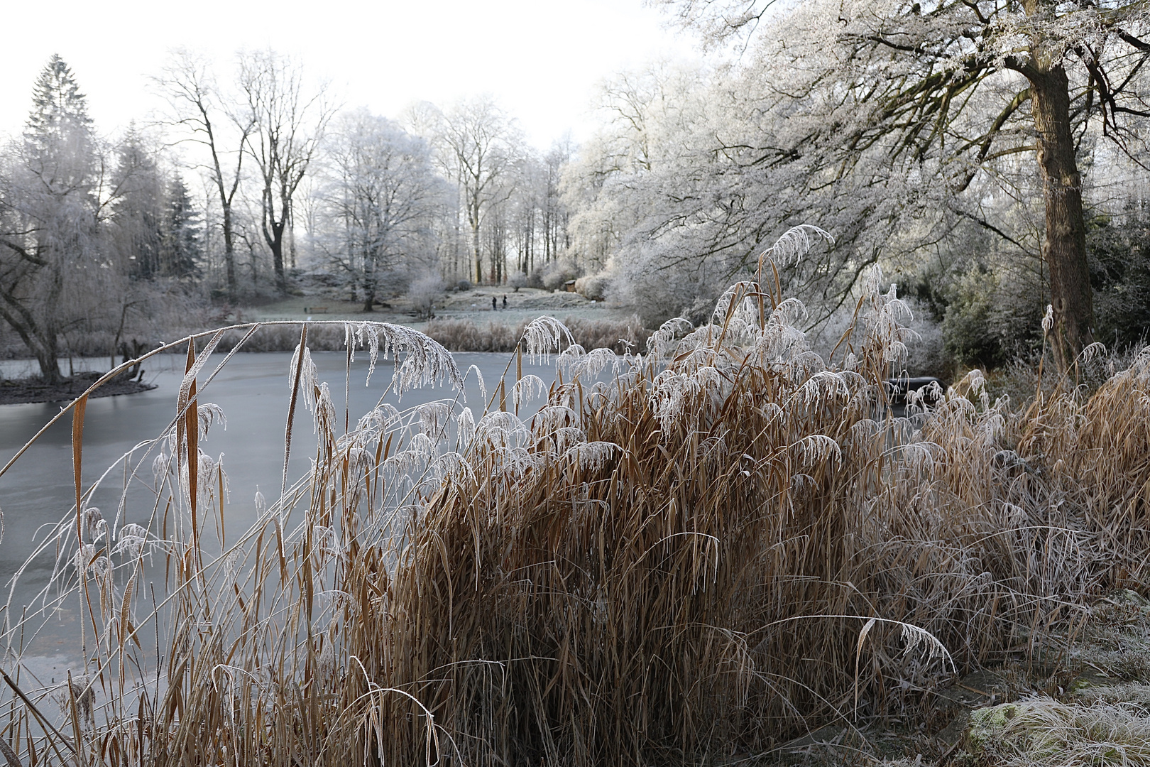 Münster - Botanischer Garten (II)