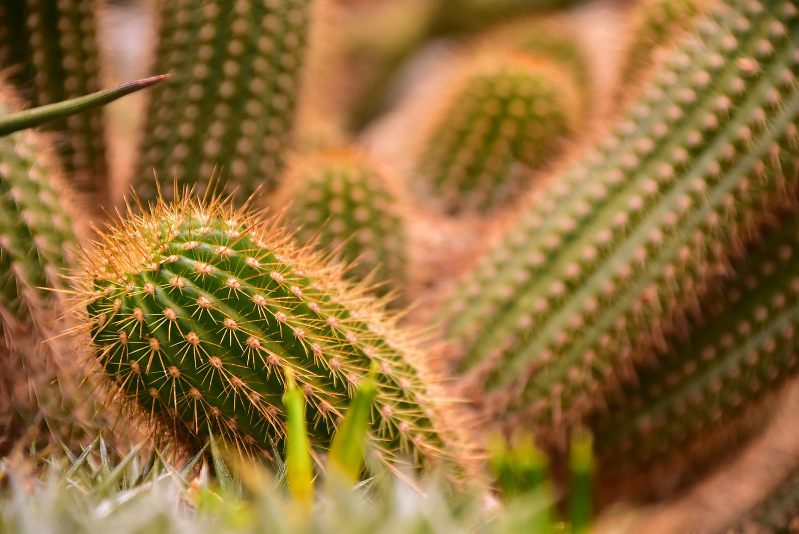 Münster Botanischer Garten Mai 2019 Foto & Bild